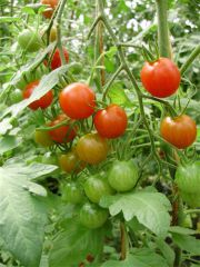Cocktailtomaten